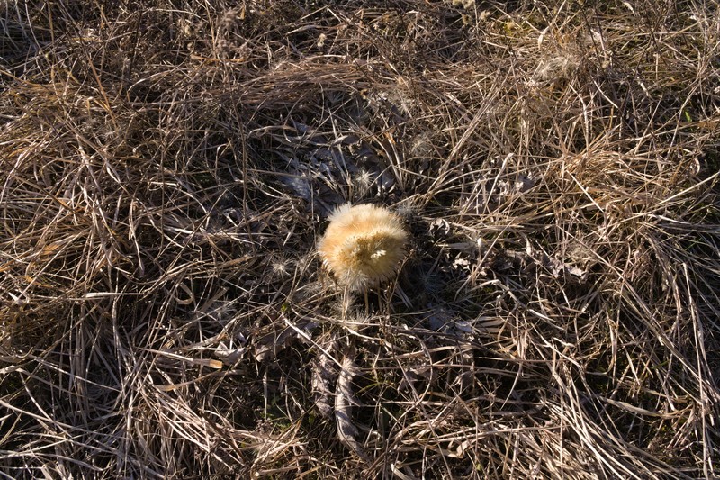 Carlina acanthifolia subsp. utzka photo 5