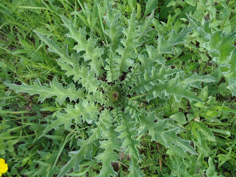 Carlina acanthifolia subsp. utzka