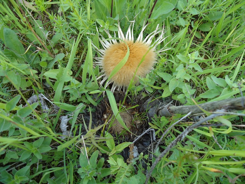 Carlina acanthifolia subsp. utzka photo 6