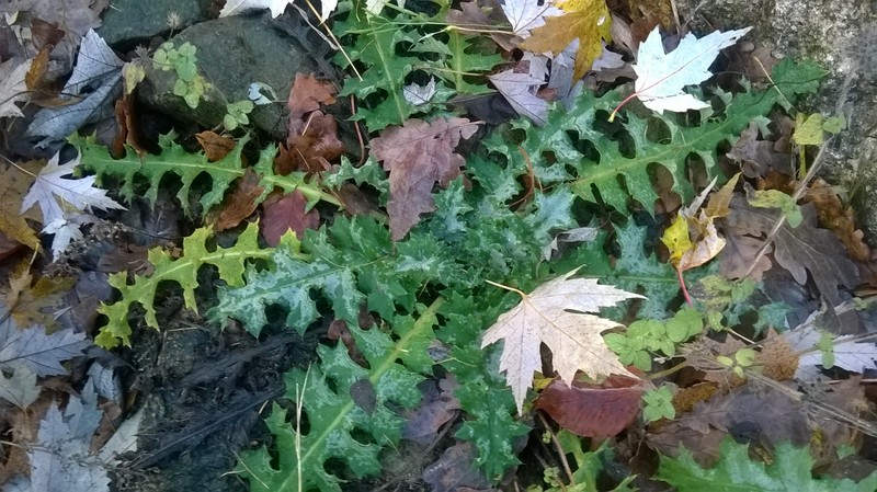 Carlina acanthifolia subsp. utzka photo 8