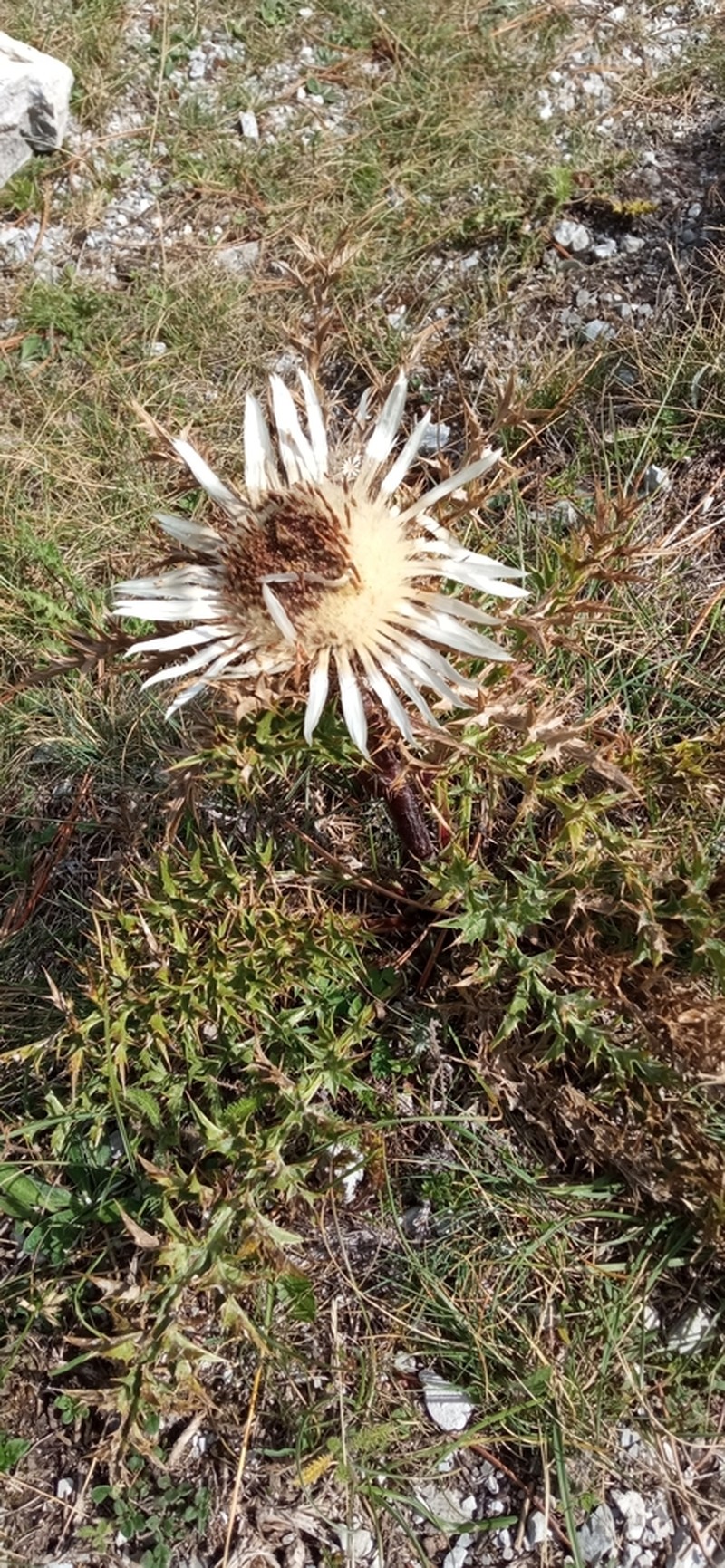 Carlina acaulis photo 2