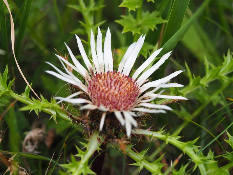 Carlina acaulis photo 3