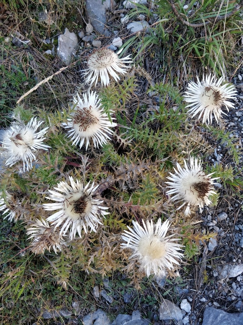 Carlina acaulis photo 4