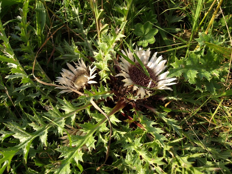 Carlina acaulis photo 5