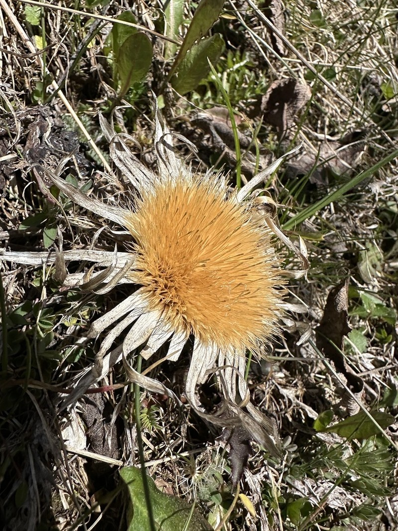 Carlina acaulis photo 6