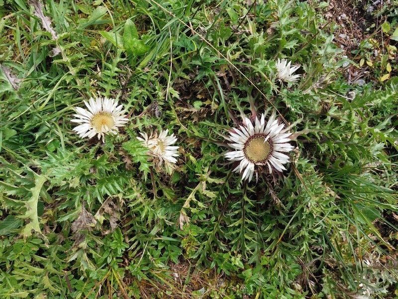 Carlina acaulis photo 7
