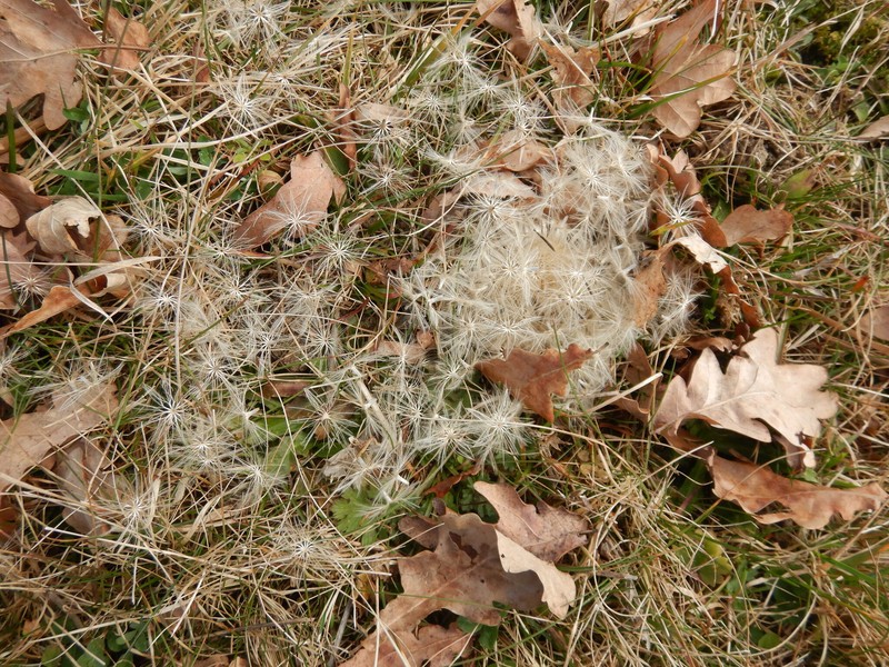Carlina acaulis subsp. acaulis