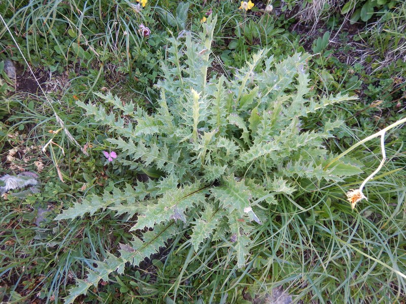 Carlina acaulis subsp. acaulis photo 2