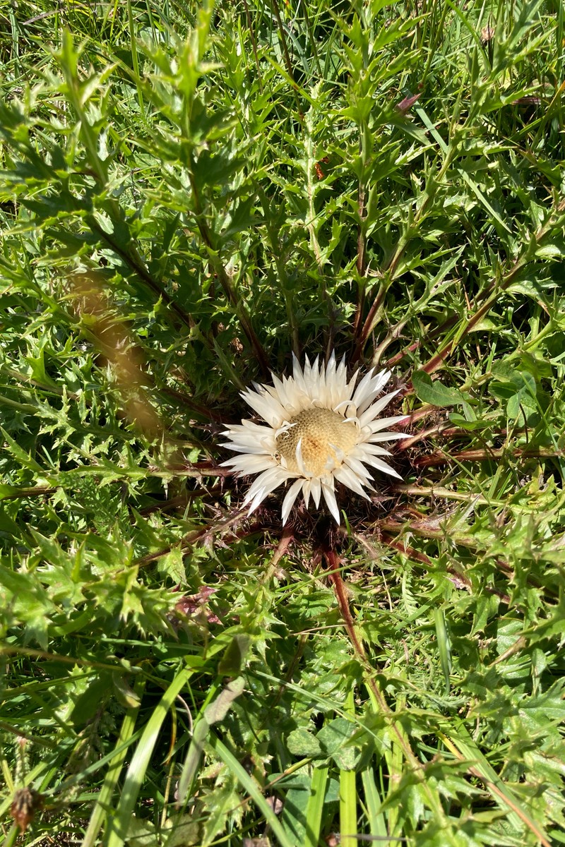 Carlina acaulis subsp. acaulis photo 3