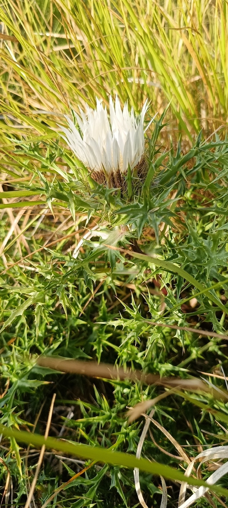 Carlina acaulis subsp. caulescens photo 2