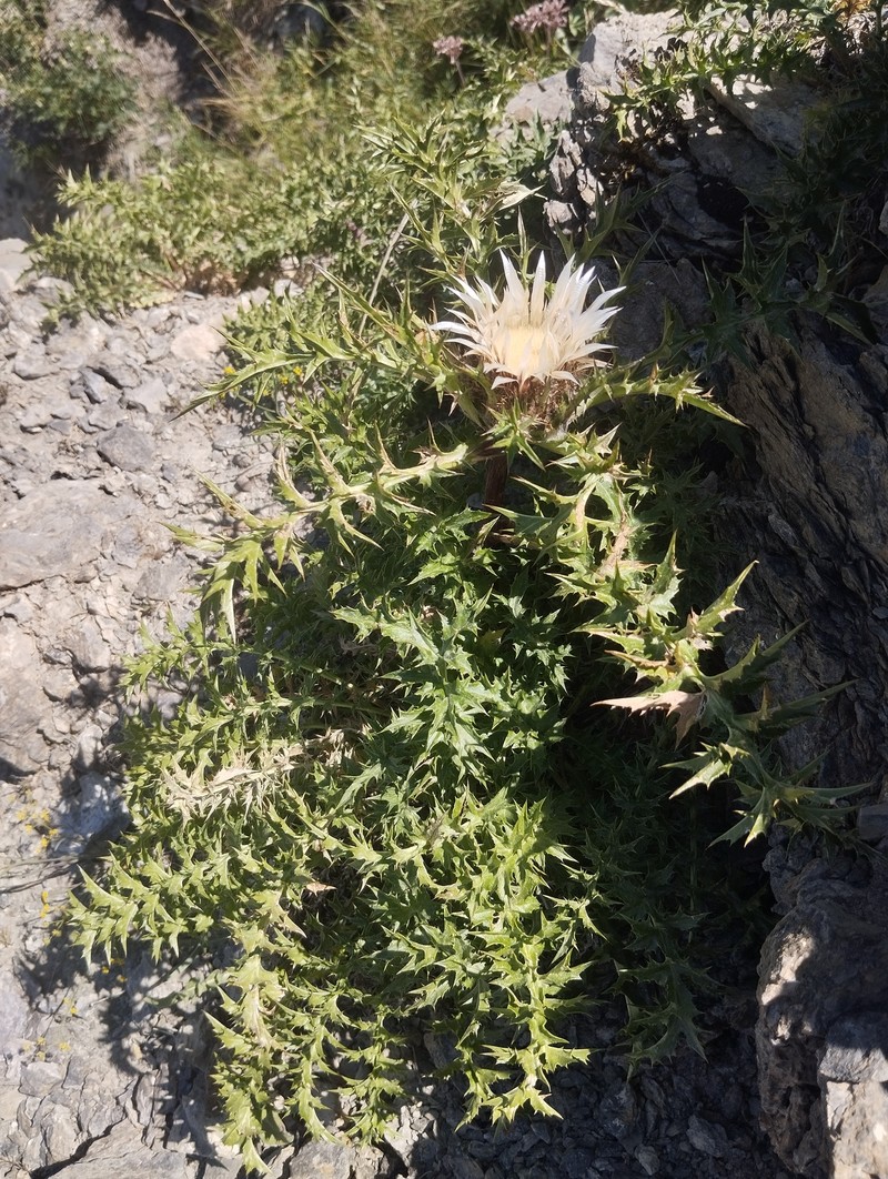 Carlina acaulis subsp. caulescens photo 3