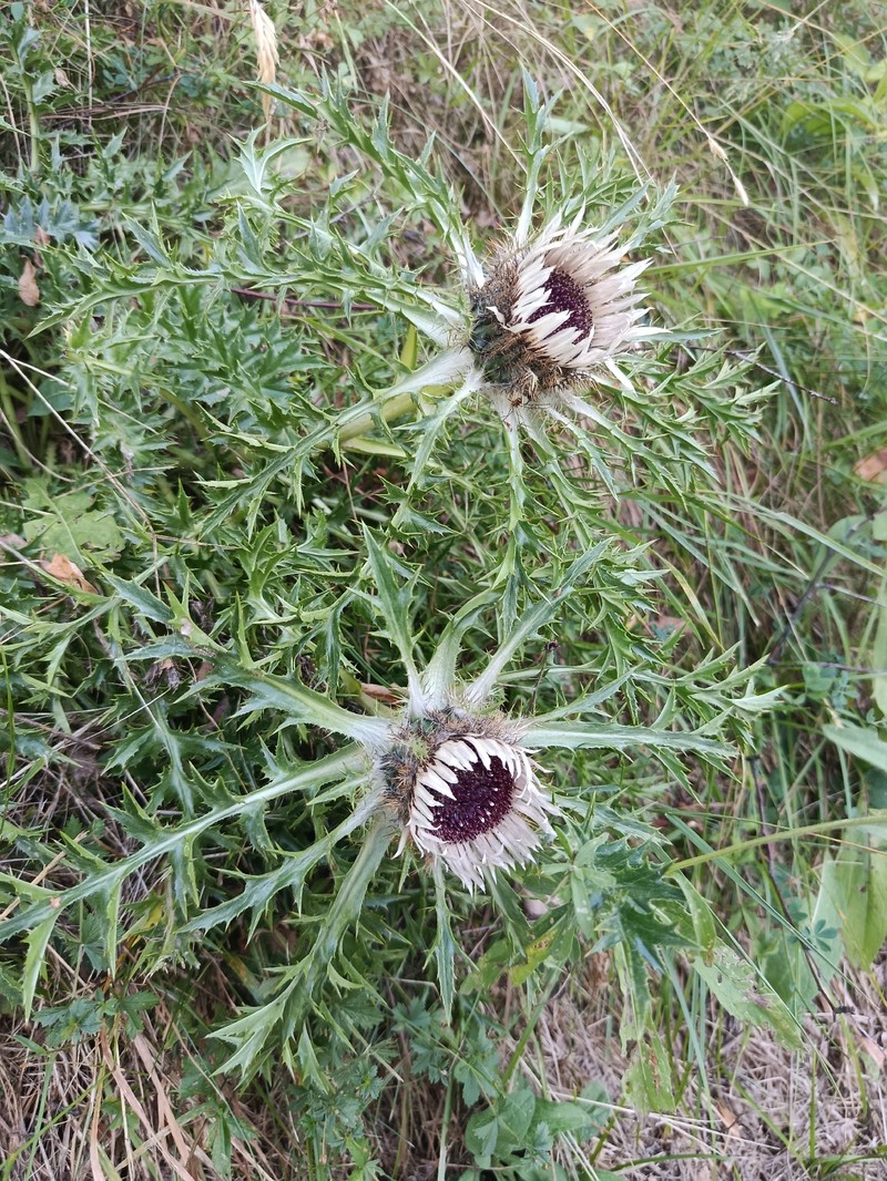 Carlina acaulis subsp. caulescens photo 4