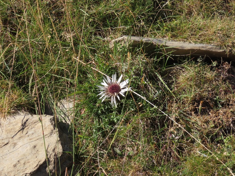 Carlina acaulis subsp. caulescens photo 5