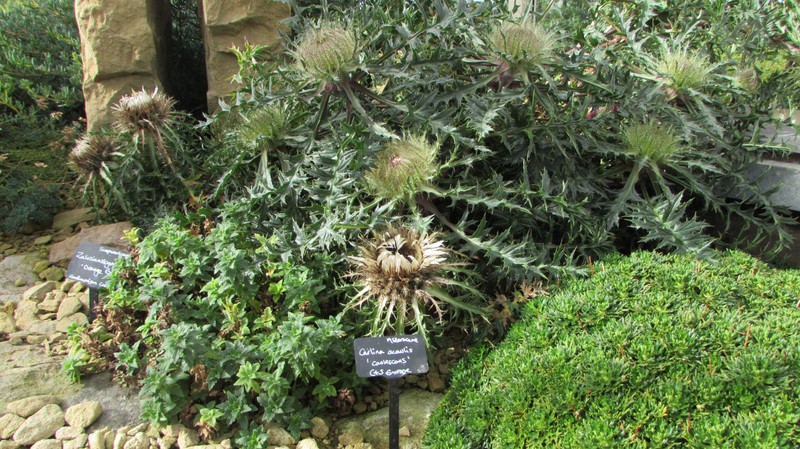 Carlina acaulis subsp. caulescens