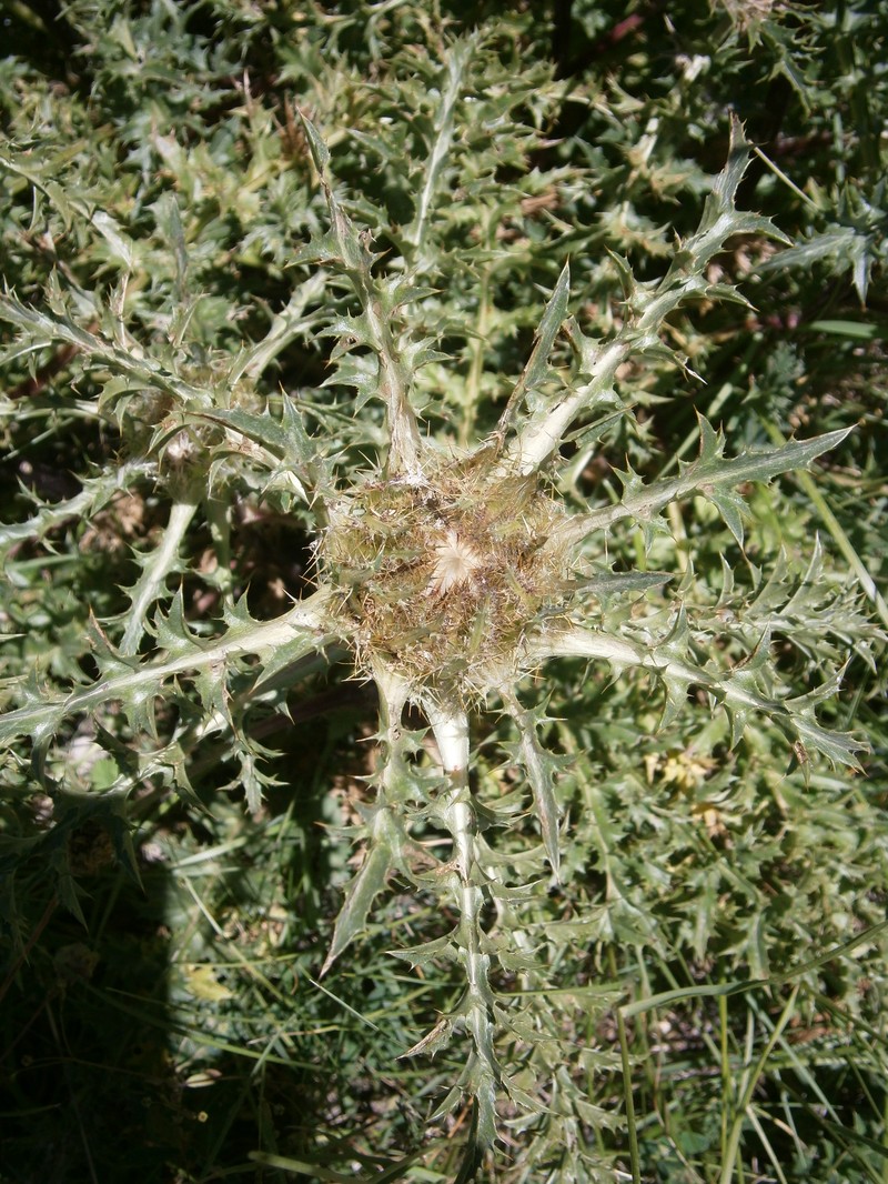 Carlina acaulis subsp. caulescens photo 6
