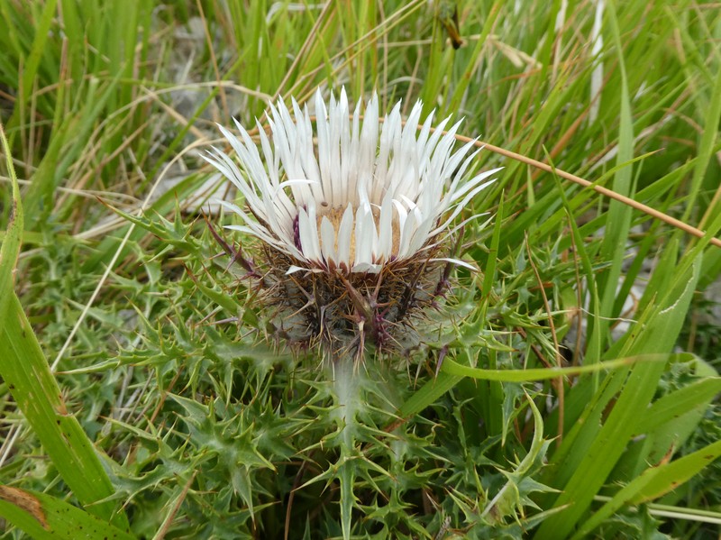 Carlina acaulis subsp. caulescens photo 7