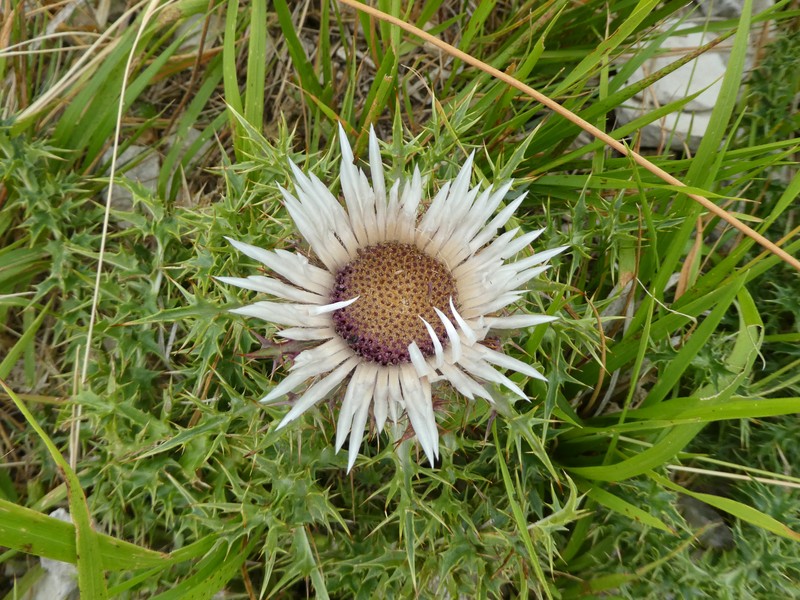 Carlina acaulis subsp. caulescens photo 8