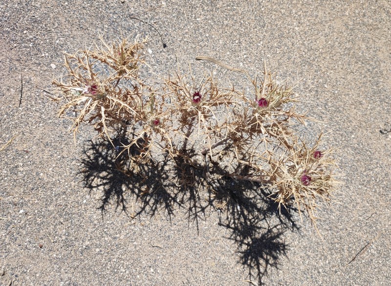 Carlina barnebiana photo 3