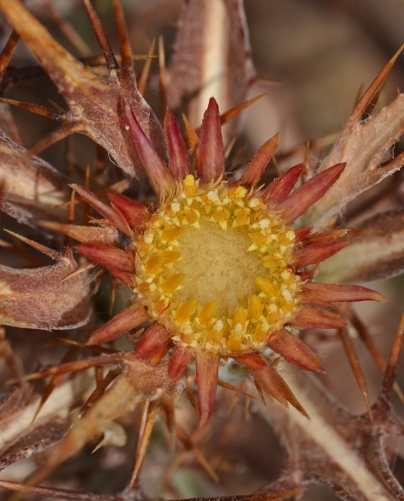 Carlina barnebiana photo 4