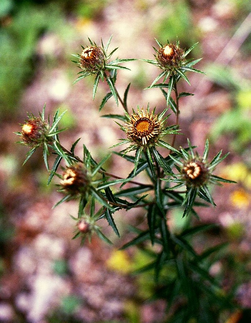Carlina biebersteinii photo 2