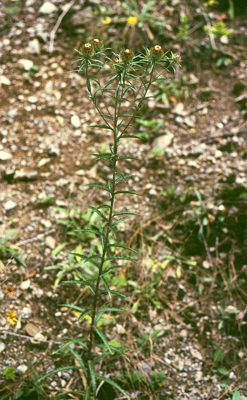 Carlina biebersteinii photo 3