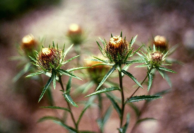 Carlina biebersteinii photo 4