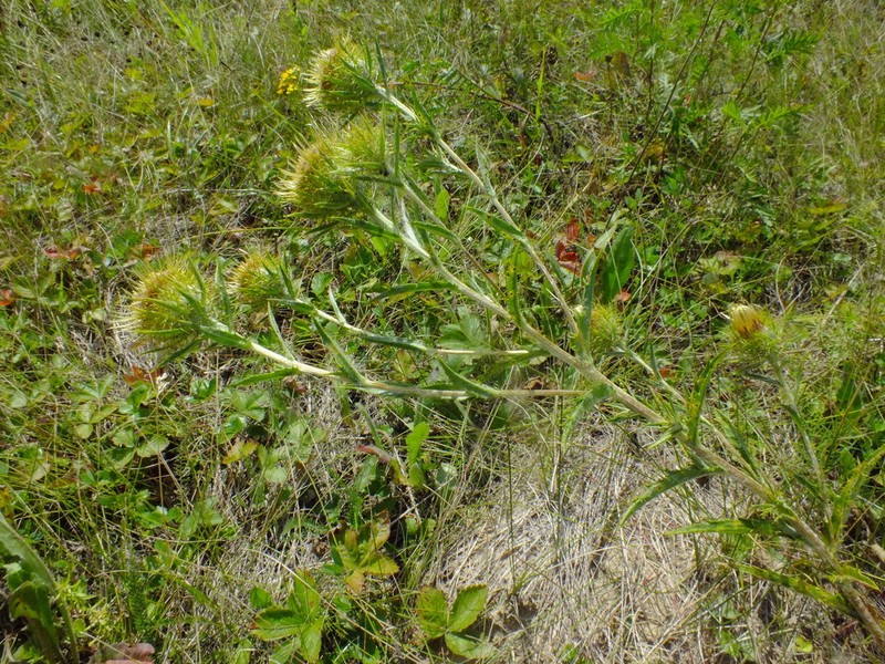 Carlina biebersteinii photo 5