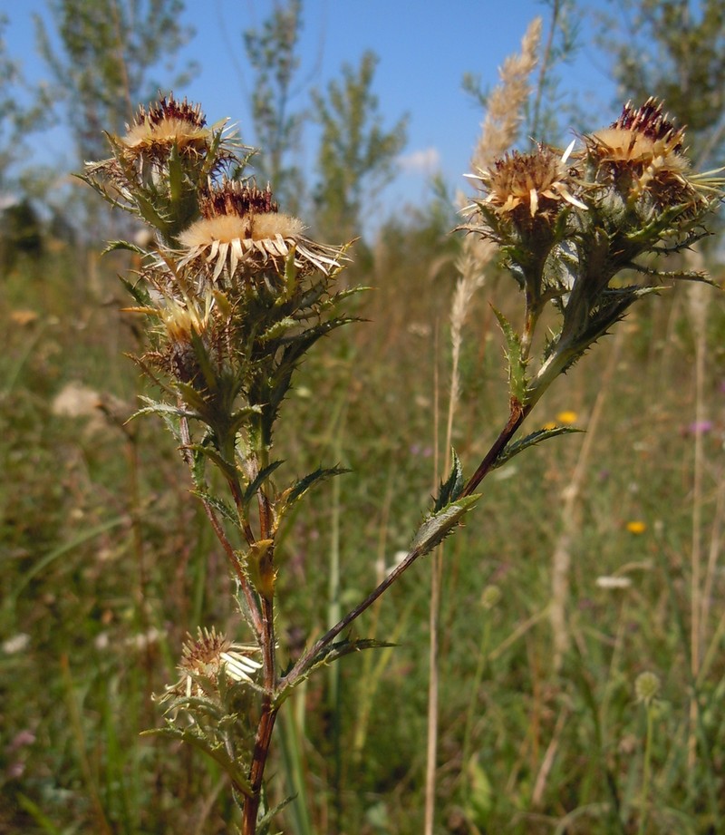Carlina biebersteinii photo 6