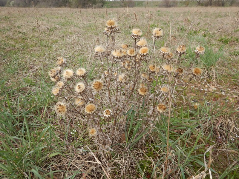 Carlina biebersteinii subsp. brevibracteata photo 2