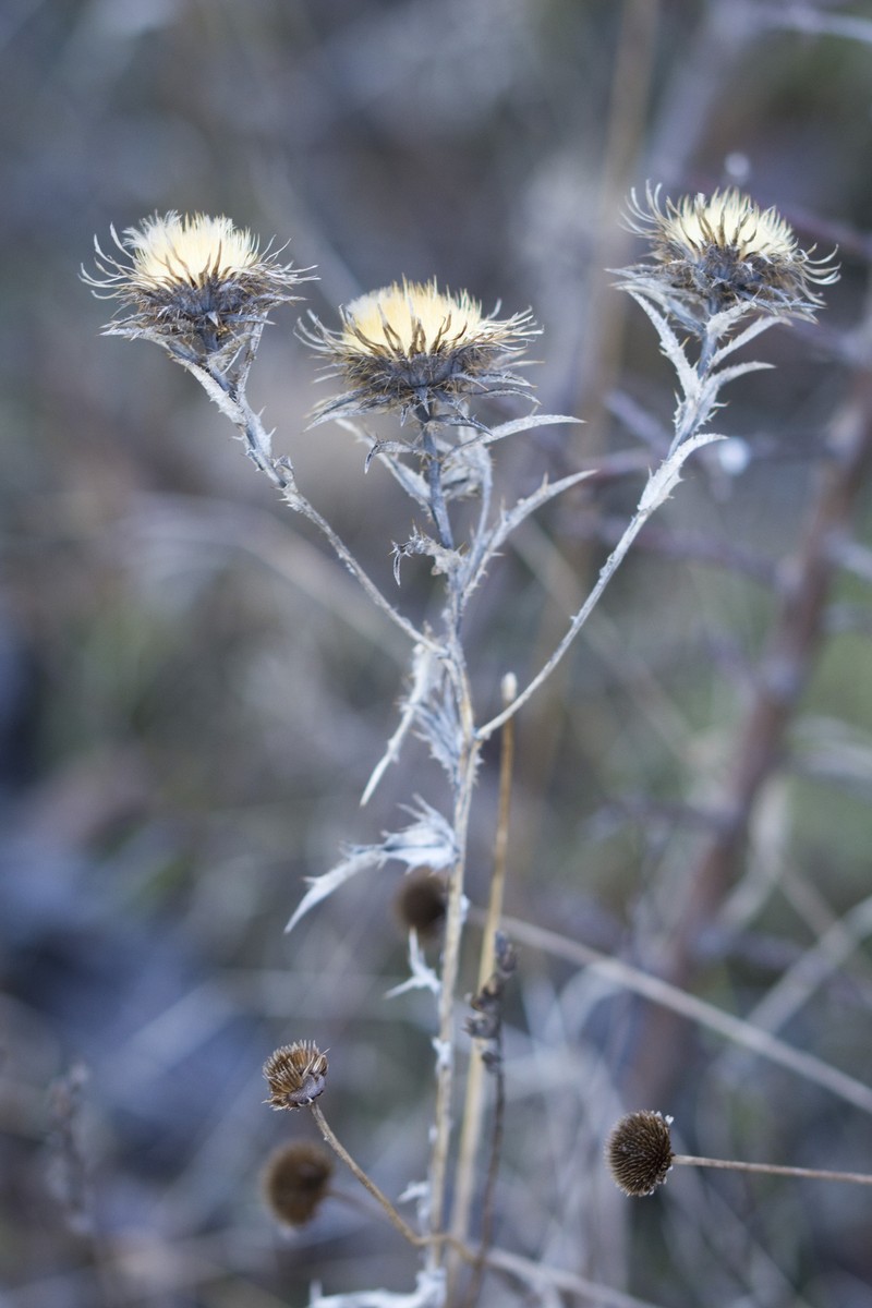 Carlina biebersteinii subsp. brevibracteata photo 3