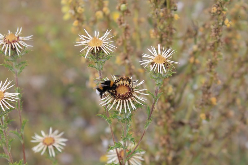 Carlina biebersteinii subsp. brevibracteata