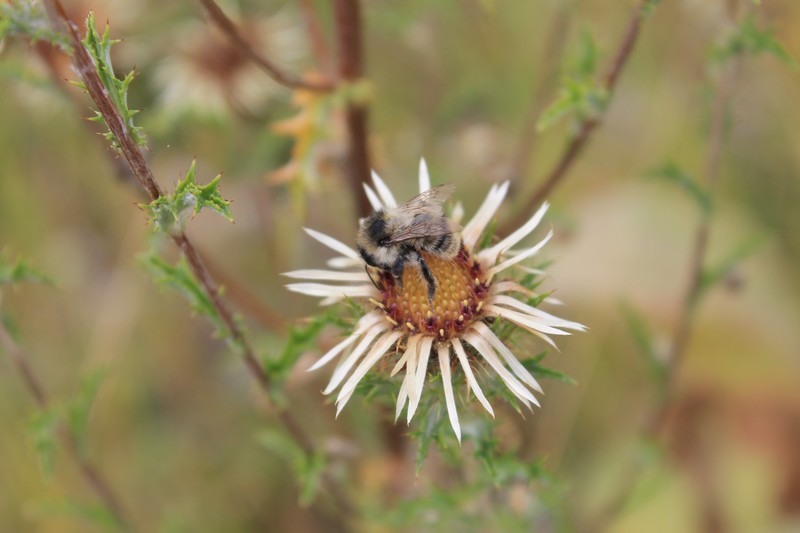 Carlina biebersteinii subsp. brevibracteata photo 4