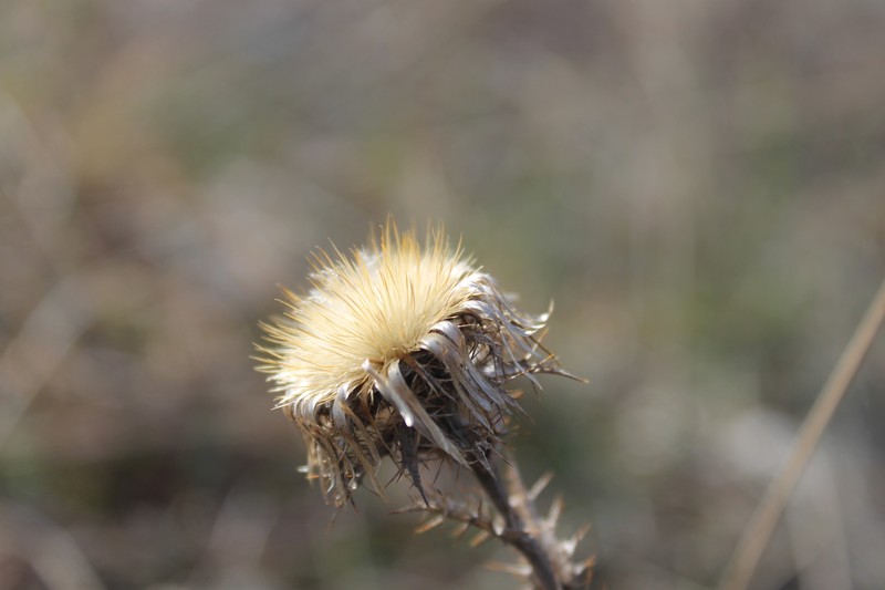 Carlina biebersteinii subsp. brevibracteata photo 5