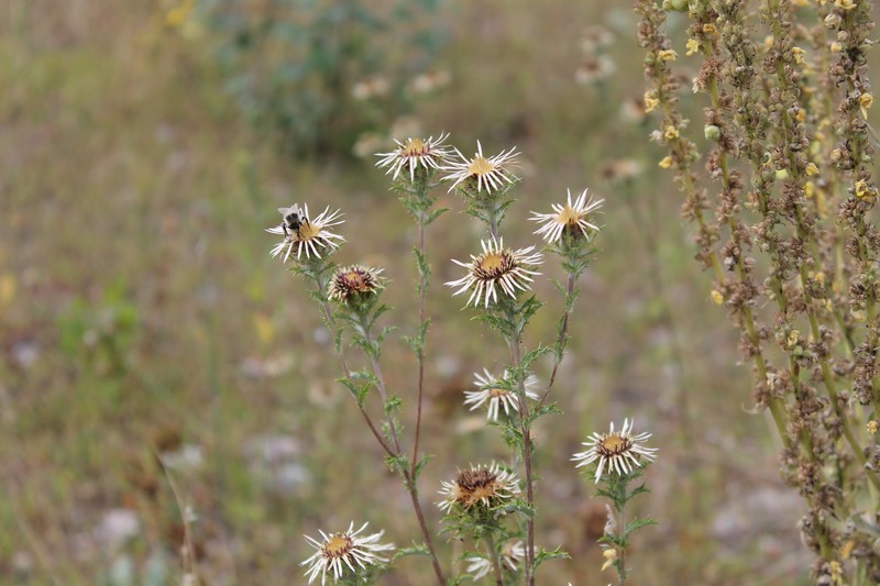 Carlina biebersteinii subsp. brevibracteata photo 6