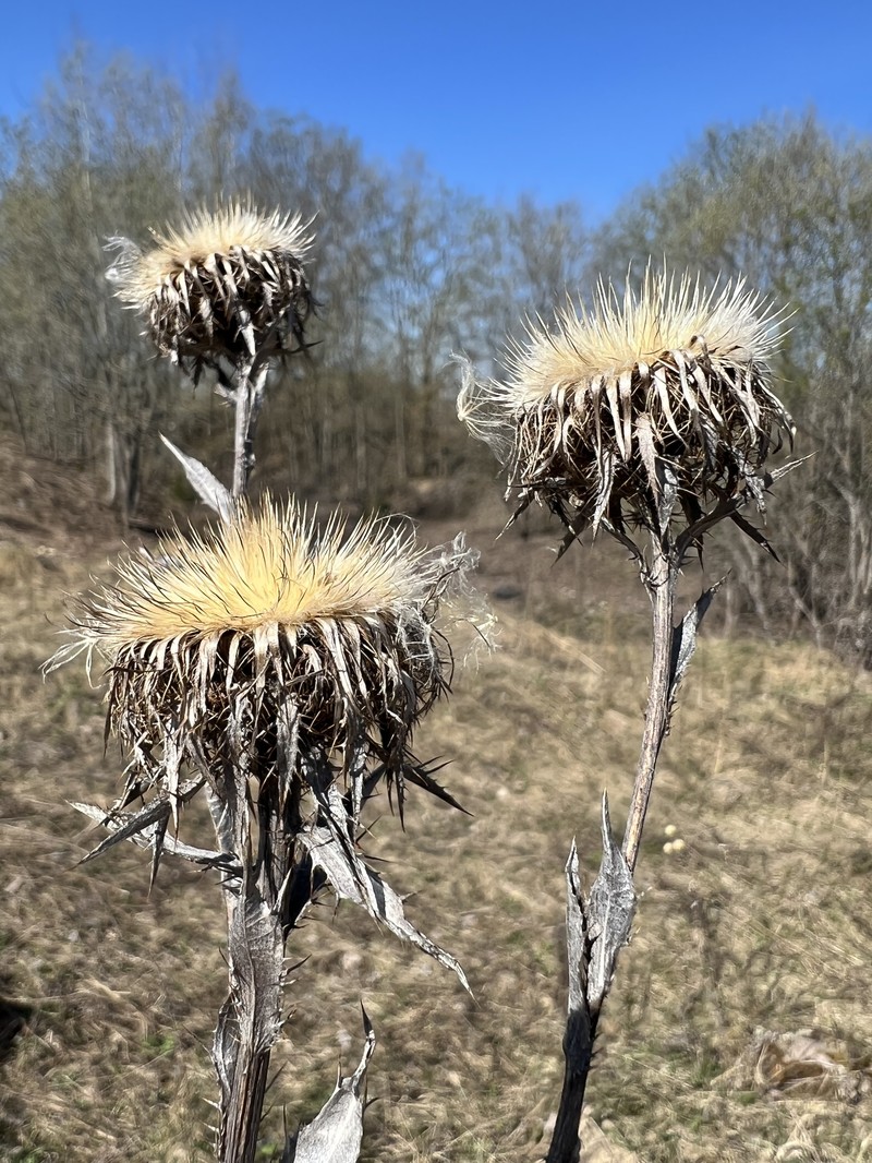 Carlina biebersteinii var. fennica photo 2