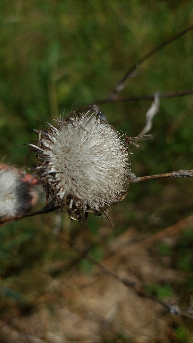 Carlina biebersteinii var. fennica photo 3