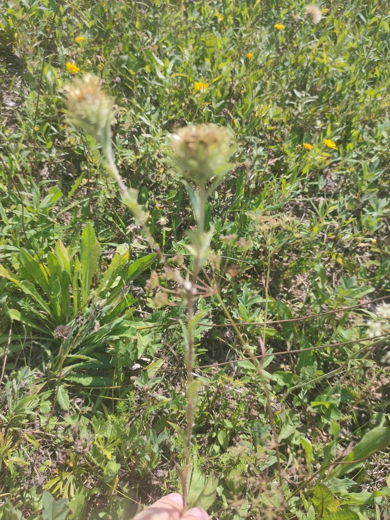 Carlina biebersteinii var. fennica photo 4