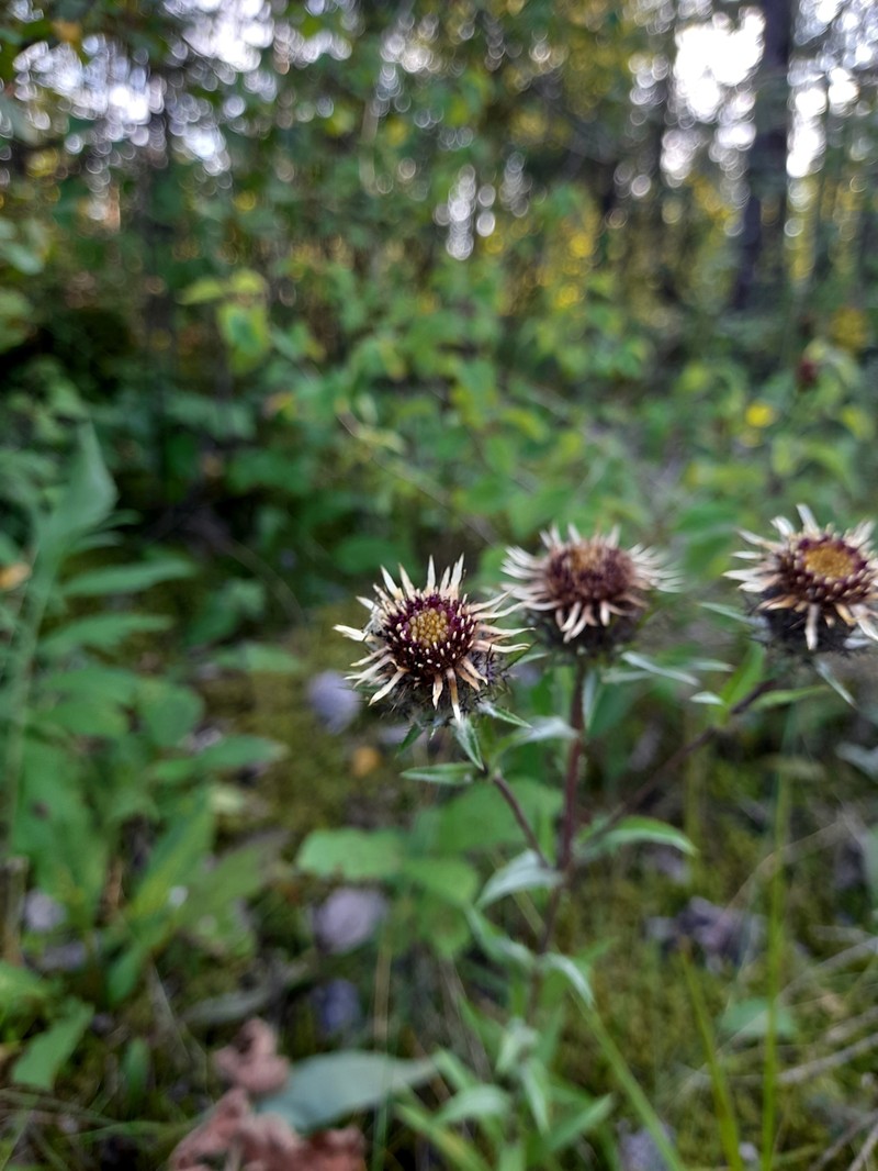 Carlina biebersteinii var. fennica photo 5