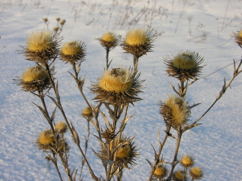 Carlina biebersteinii var. fennica