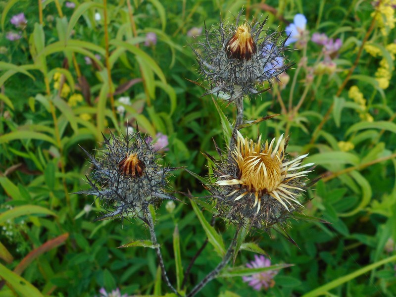 Carlina biebersteinii var. fennica photo 6