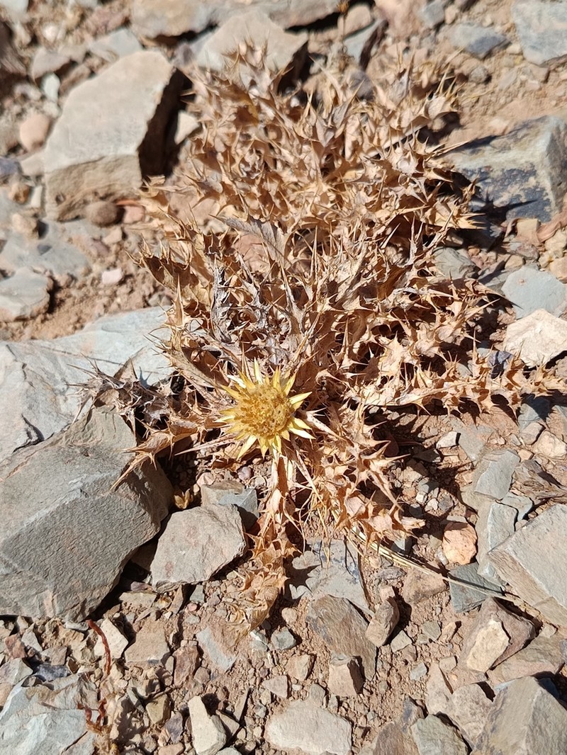 Carlina brachylepis