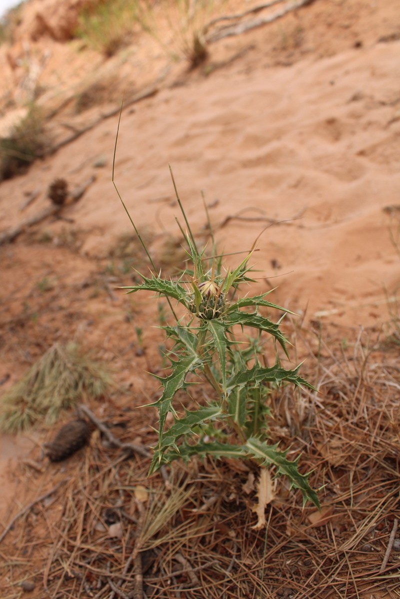 Carlina brachylepis photo 2
