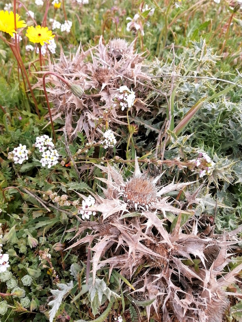 Carlina brachylepis photo 3