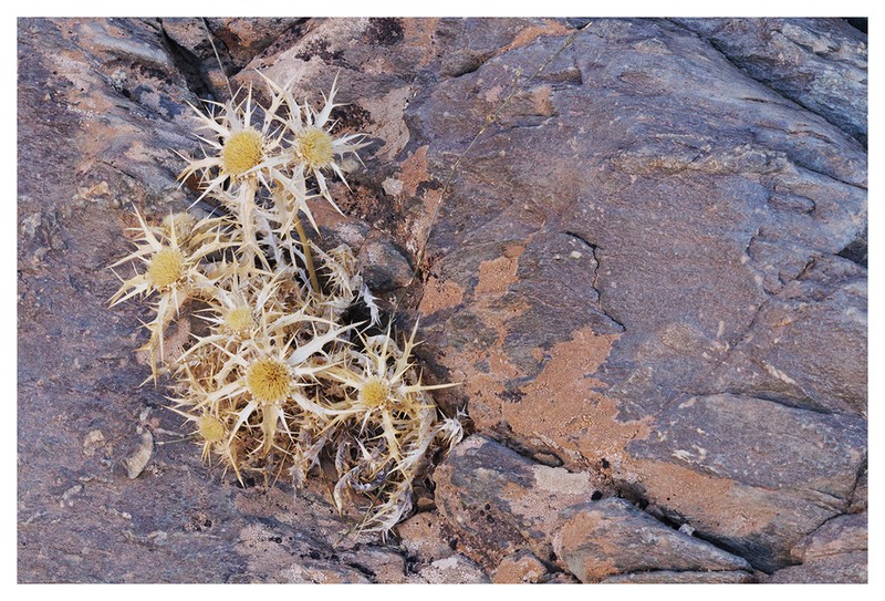 Carlina brachylepis photo 4