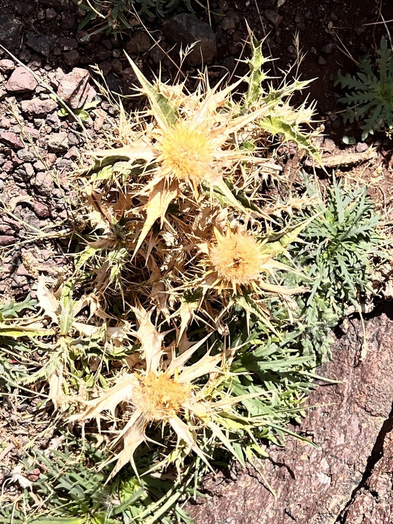 Carlina brachylepis photo 5