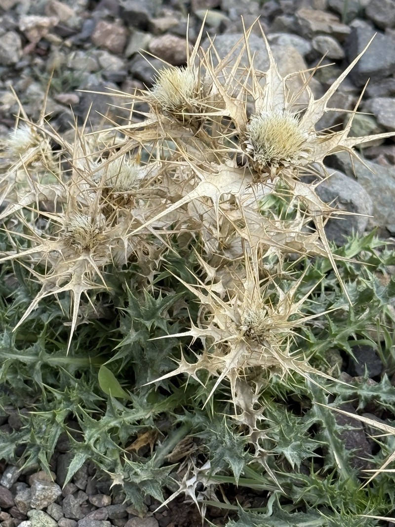 Carlina brachylepis photo 6