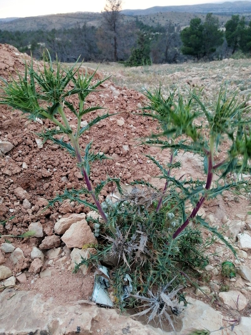 Carlina brachylepis photo 7