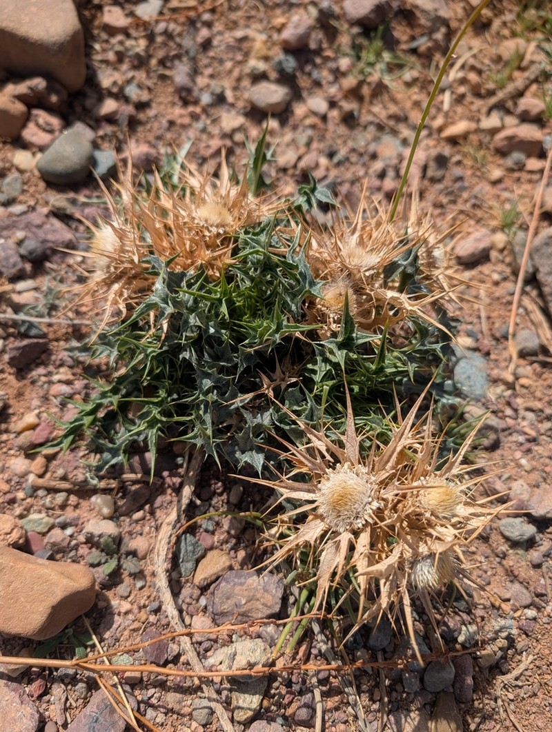 Carlina brachylepis photo 8