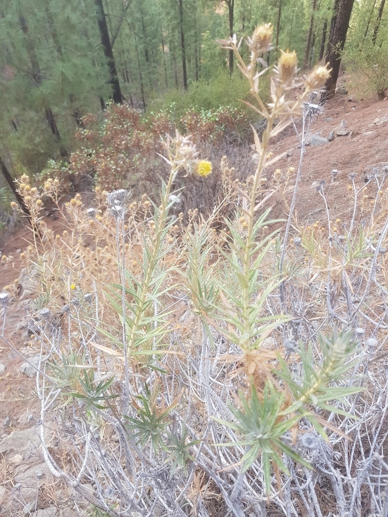 Carlina canariensis