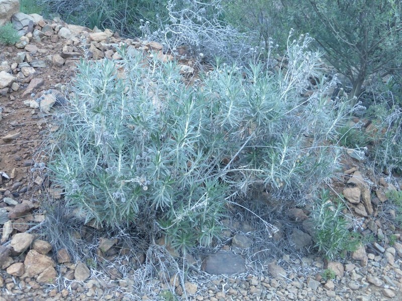 Carlina canariensis photo 2